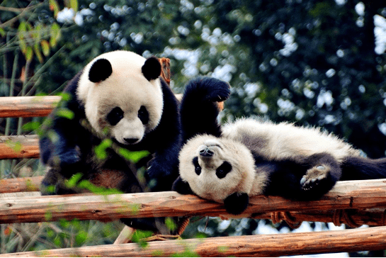 都江堰熊貓樂園